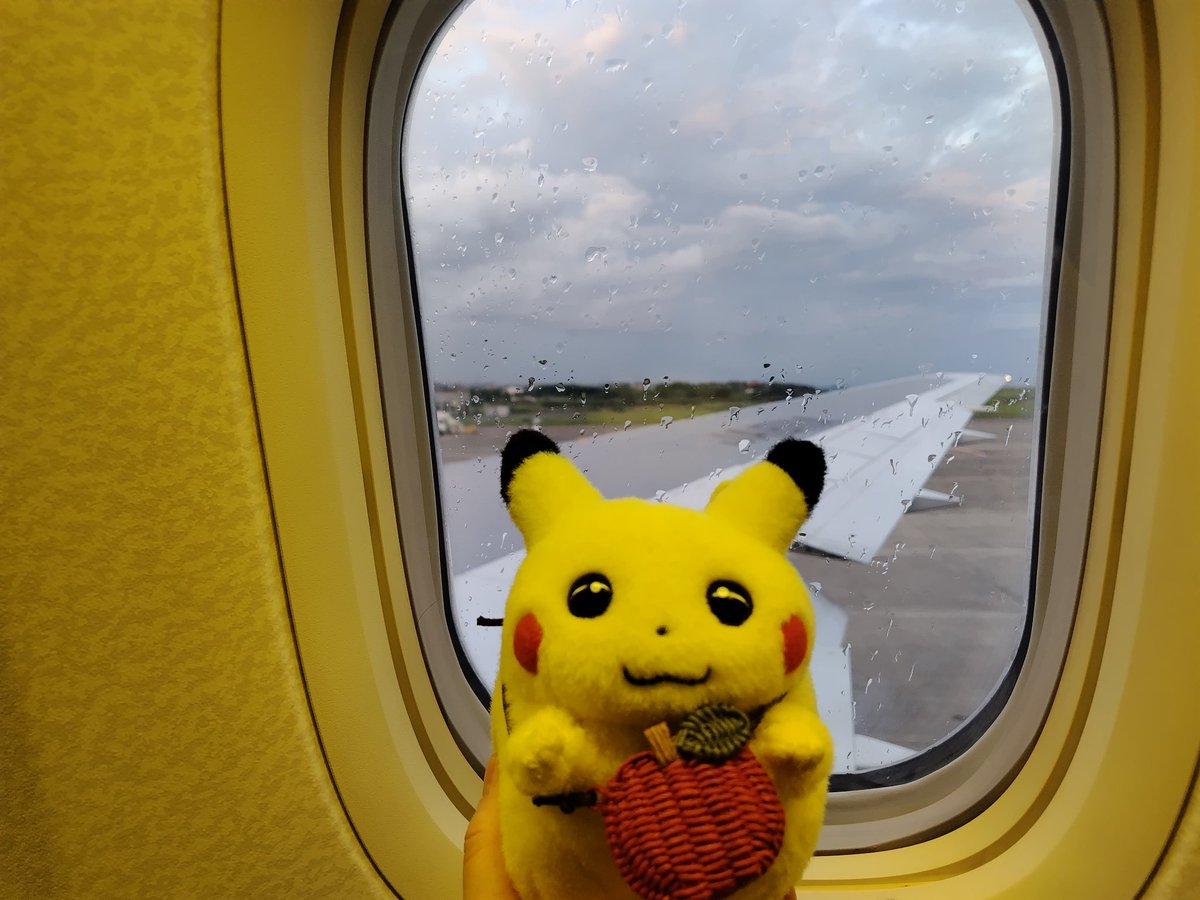 持ち主の夏休みも終わり、飛行機で帰ってきました✈️