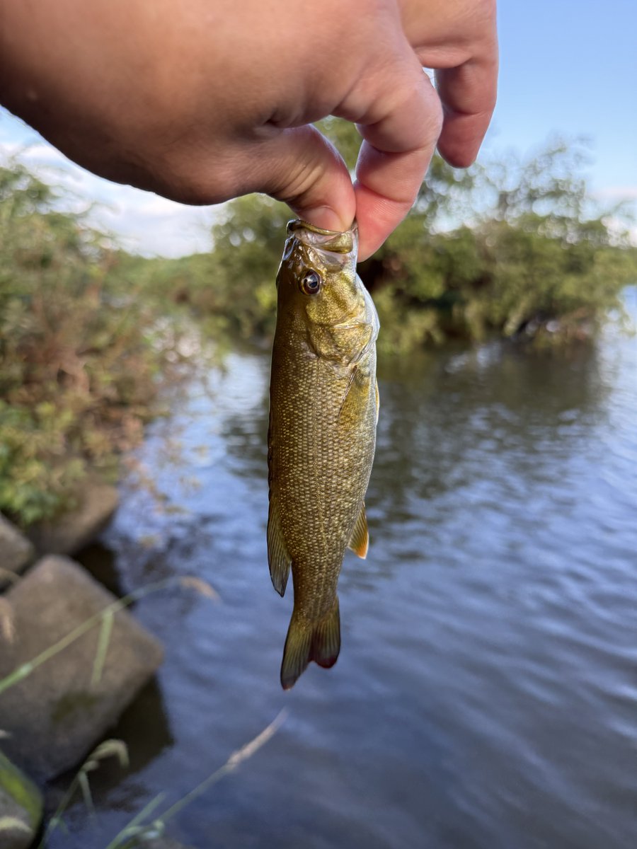 AndMuu's tweet photo. 4月24日以来の釣り🎣釣れたのはチビばかりでしたがエヴォルジオン入魂出来たので合格💮☺️ https://t.co/3jGDQNsaH9