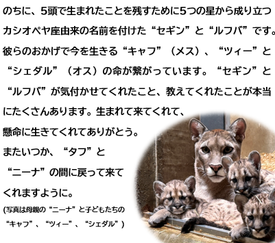 2025年6月13日に亡くなったピューマのオス“ルフバ”と“セギン”について