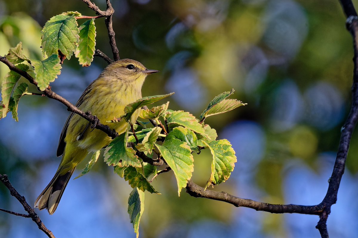 ejbarto1's tweet image. Western-type Palm Warbler(Setophaga palmarum palmarum)seen by the Butterfly Garden in Central Park today(20Sept25).They show duller yellow below with more streaking vs Eastern; both share the signature tail bob as they migrate south from boreal Canada.#birdcpp #birdnerd