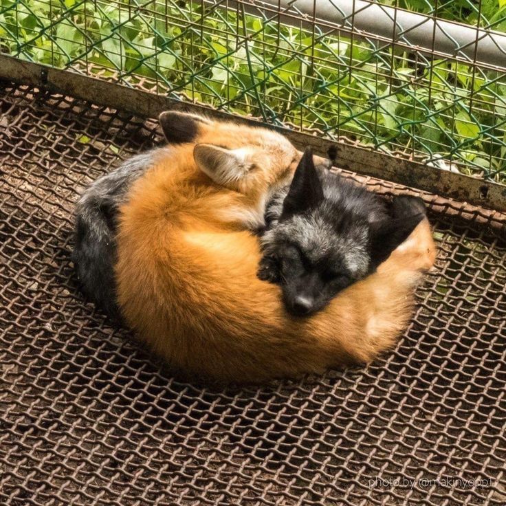 TheFoxLife's tweet photo. https://t.co/4BNMfb63Zt