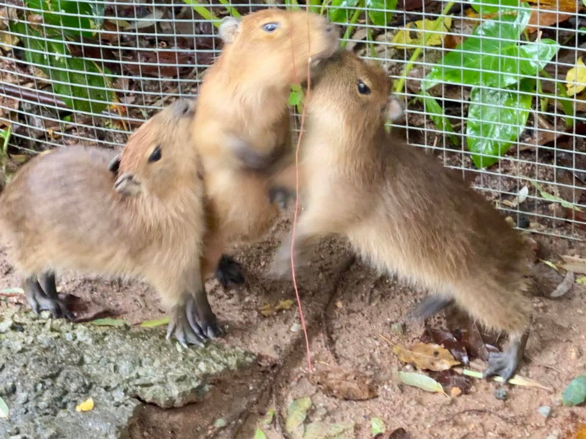 <a href="/lynk0x/">lynk</a> $GGK is closer to 10M bud
Grab a good entry here don't fade this mate

#ginggongkaew
#ggk