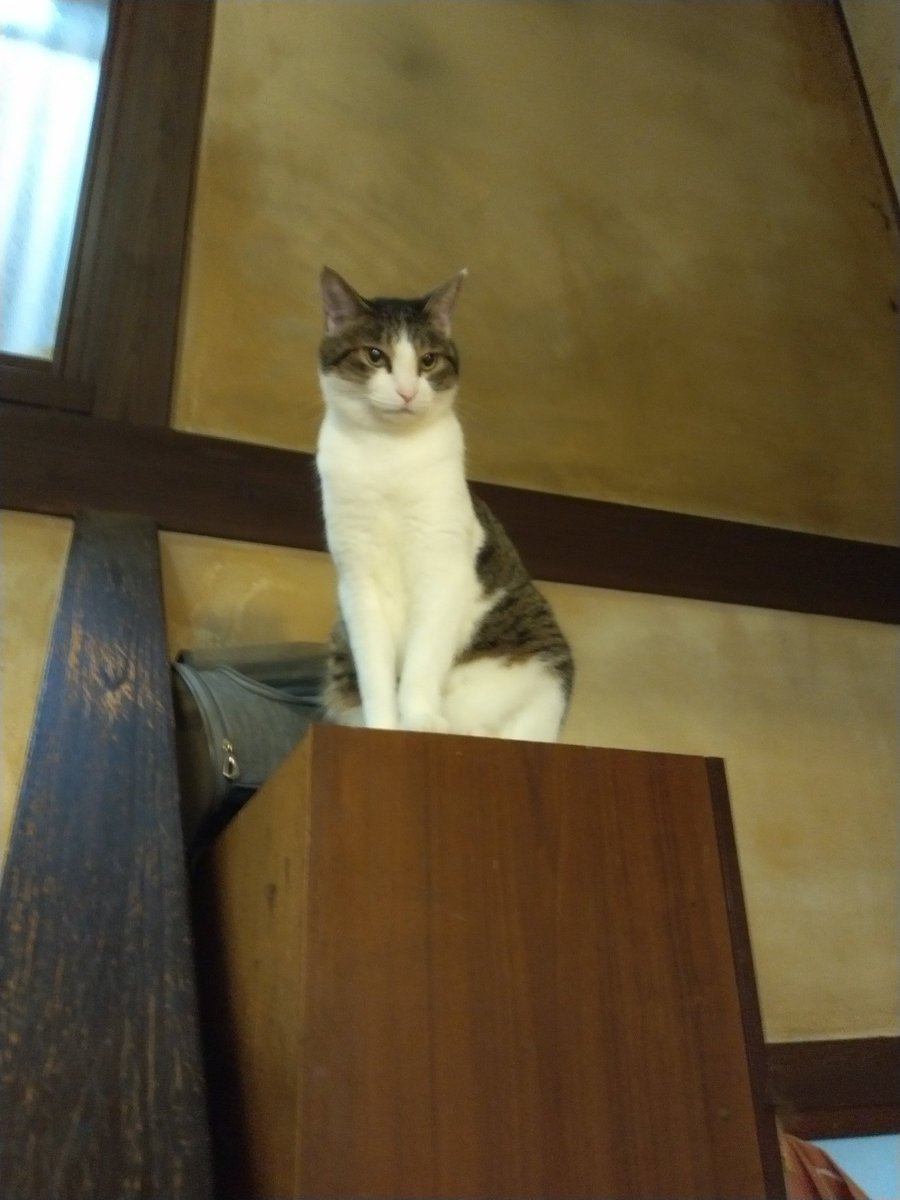 風速3メートル。北北西の風が白いカーテンを揺らす。秋は風の季節だったことをゆっくり思い出す。さらば炎帝。また来年か再来年。