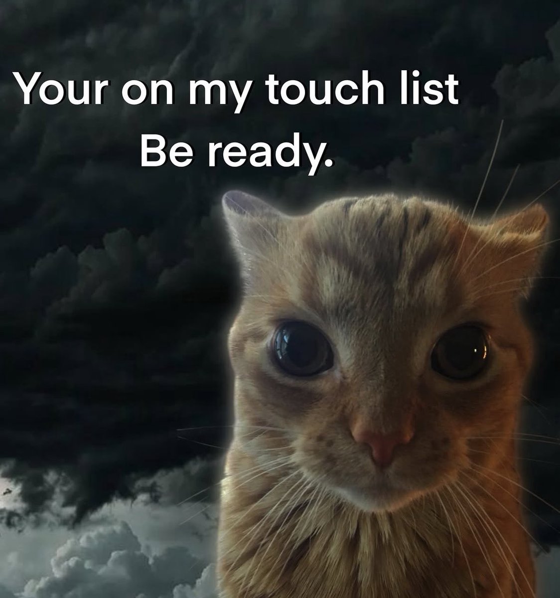 More Cats (@evenmorecats) on Twitter photo 