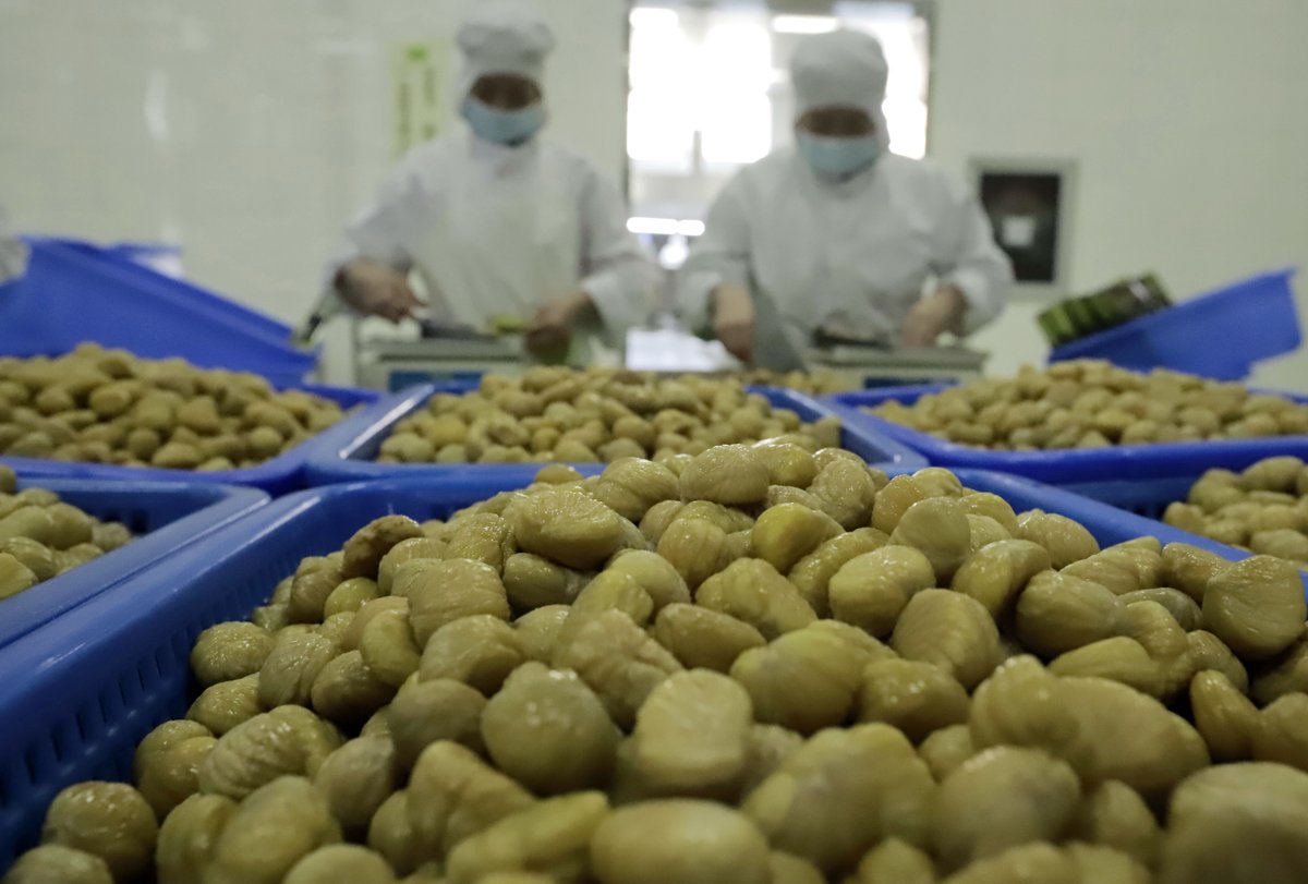 Zunhua’s chestnut game is next-level! Thirty-six leading storage-and-processing firms form Asia’s largest chestnut deep-processing cluster — 12 product lines, 30+ varieties, 150,000 tonnes per year, accounting for about 30% of the country’s total.