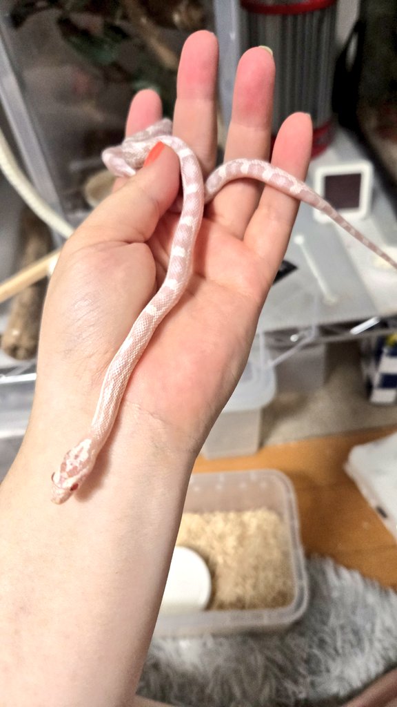 えへへ♪
久しぶりにお迎えしちゃった(ﾉ≧ڡ≦)☆
コーンスネークの桜花ちゃん❤︎
前にお迎えした六花より大きめなので少し安心！
どんな感じのピンクになるか楽しみー
 #ナゴレプ2025  #コーンスネーク