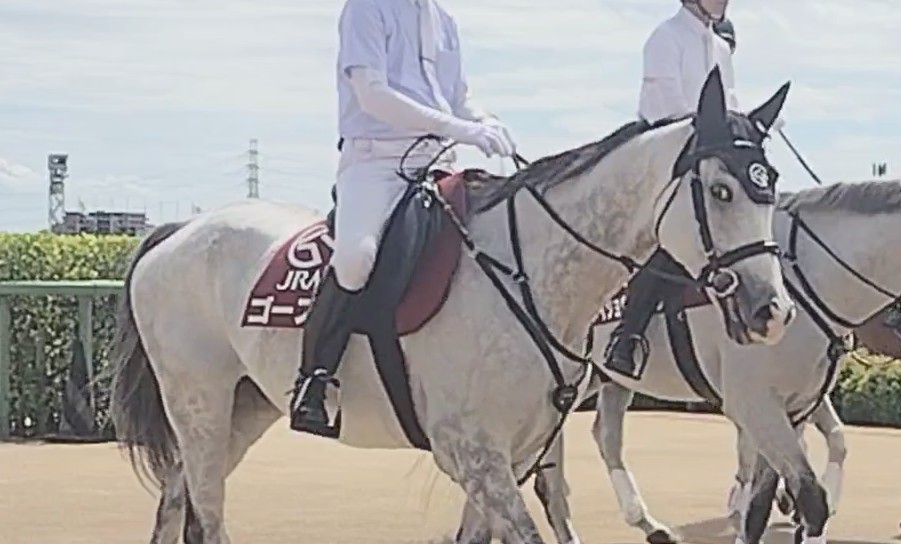 akachamp5972's tweet image. 中山競馬場🐴
誘導馬として頑張るゴースト👻

#ゴースト
#中山競馬場
#誘導馬