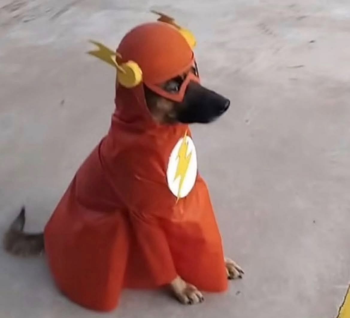 mi perro cuando ve la puerta abierta: