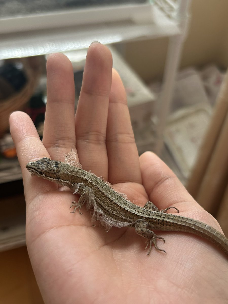 カナヘビ - Search / X