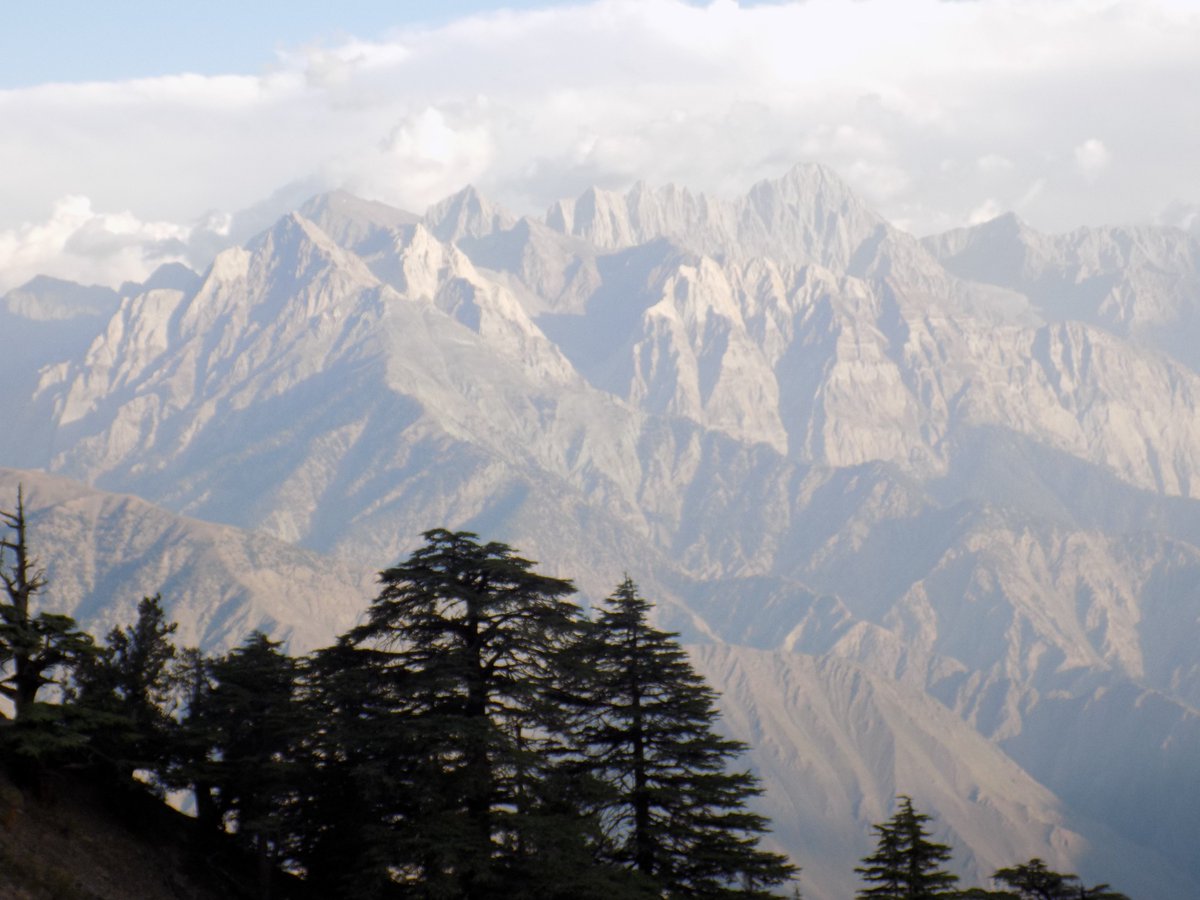 Hindukush region, Chitral 🇵🇰  a land of unique biodiversity, home to rare and endemic plants. Protecting its forests means preserving nature’s treasures for generations to come.  #Biodiversity #Chitral #EndemicPlants #Hindukush