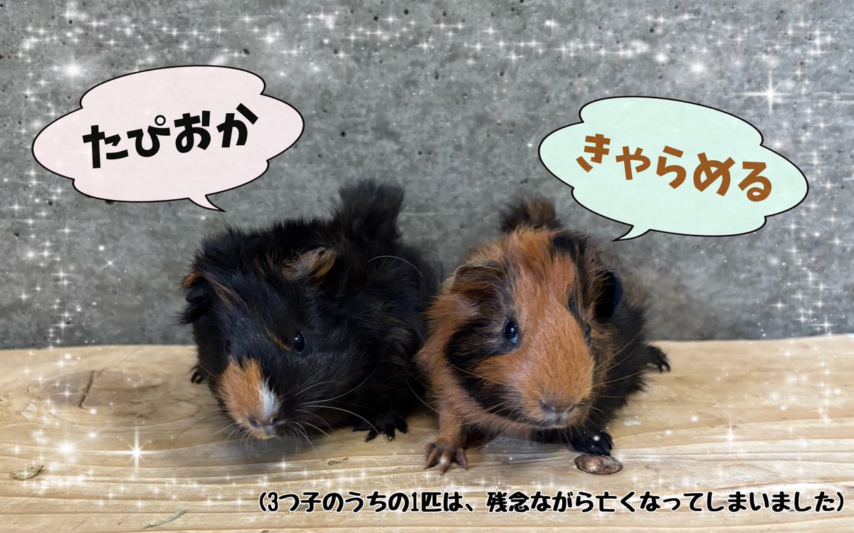 先月に誕生した、モルモットの赤ちゃん達の名前が決定いたしました