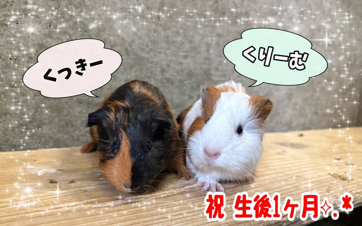 先月に誕生した、モルモットの赤ちゃん達の名前が決定いたしました