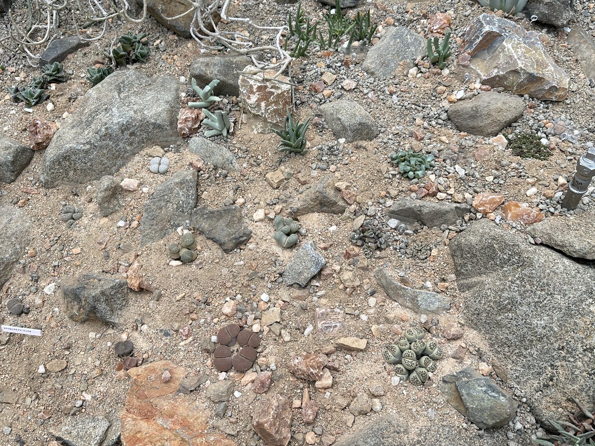 昨日の余韻に浸る…
控えめに言ってめちゃくちゃ良かったです！
準備等大変だったかと思いますが、とても勉強になりました✨
コノフィツム愛が高まりました♡
#つくば実験植物園
#コノフィツム展