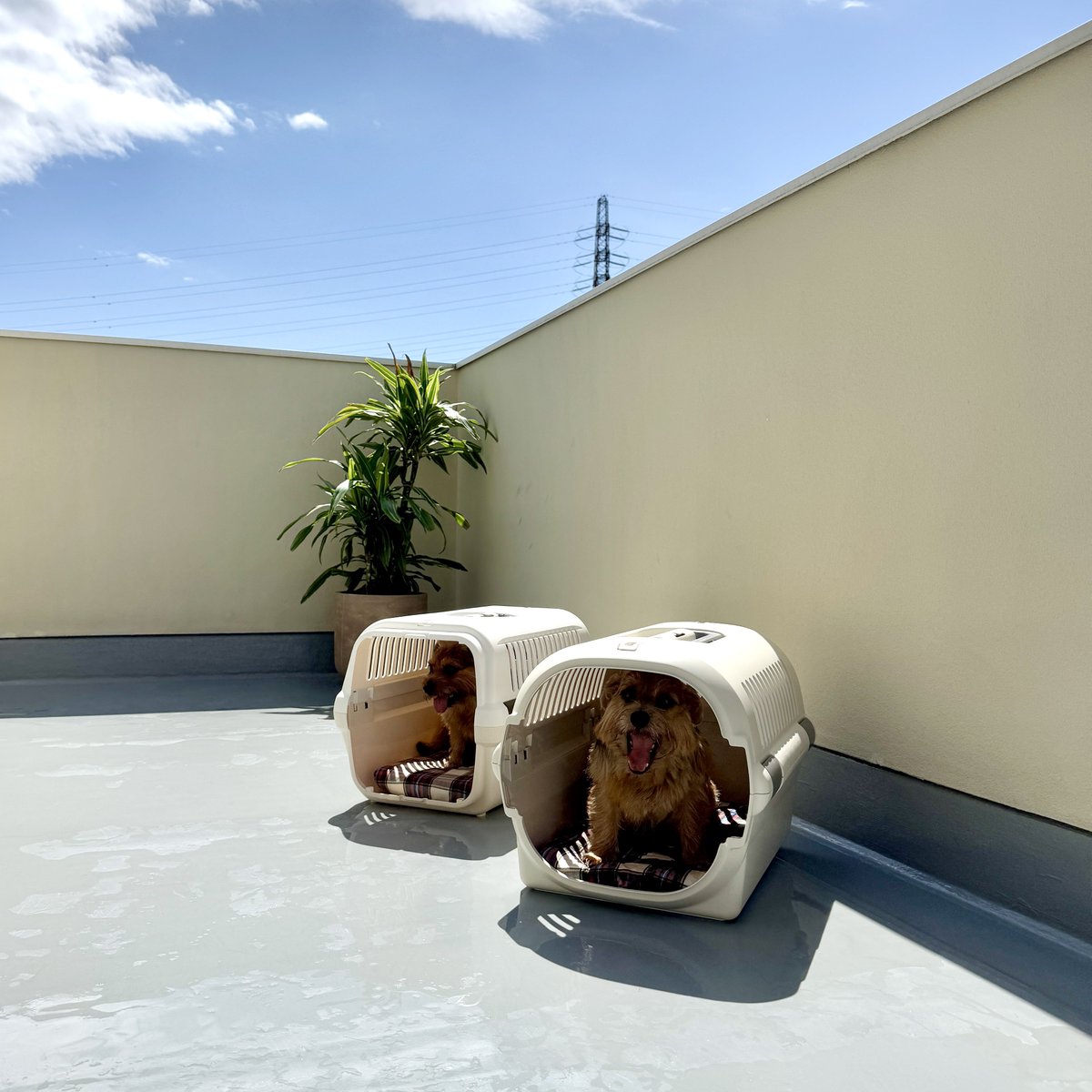 今日はお天気☀️水遊びしよ🐶🎶