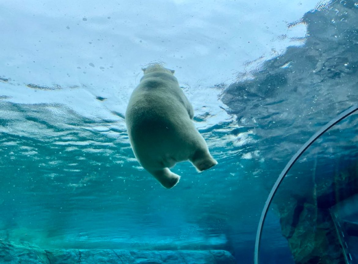シロクマのおしり見て