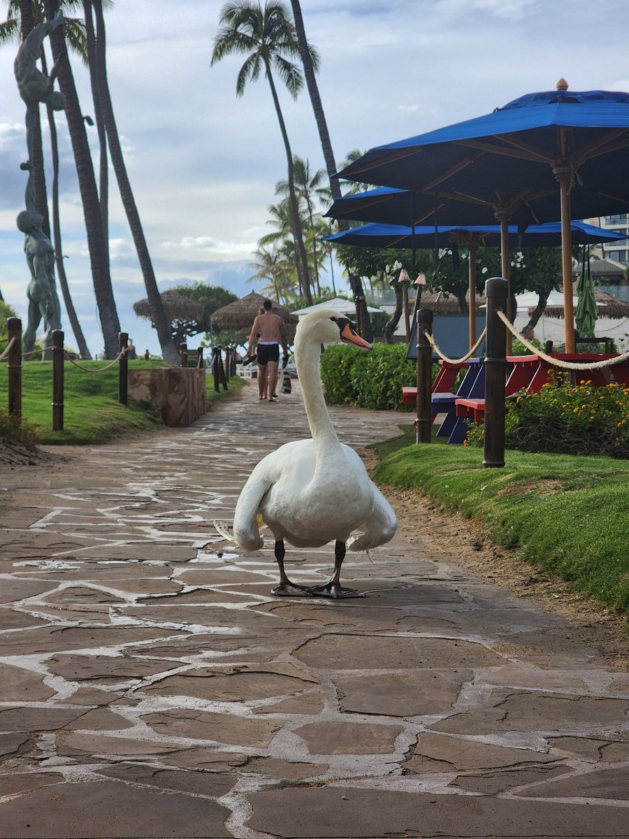 A few pics from my walk today here in Maui. <a href="/SamsungMobileUS/">Samsung Mobile US</a> 
📸 #GalaxyS22Ultra Powered by <a href="/Snapdragon/">Snapdragon</a> #ShotOnSnapdragon #SnapdragonSummit