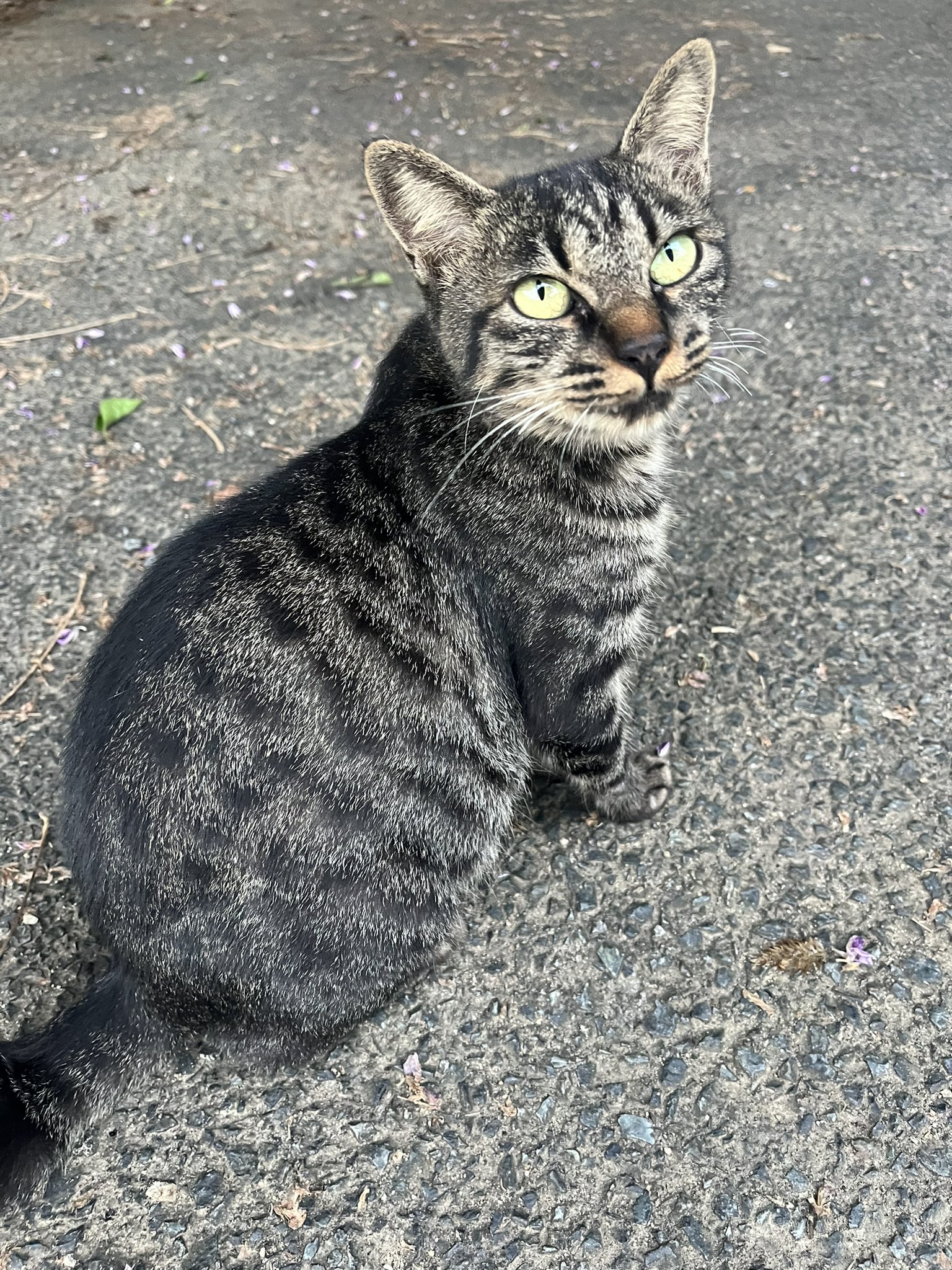 ぴろねこ 廣瀬 達也-ひろせ農園- on X: 