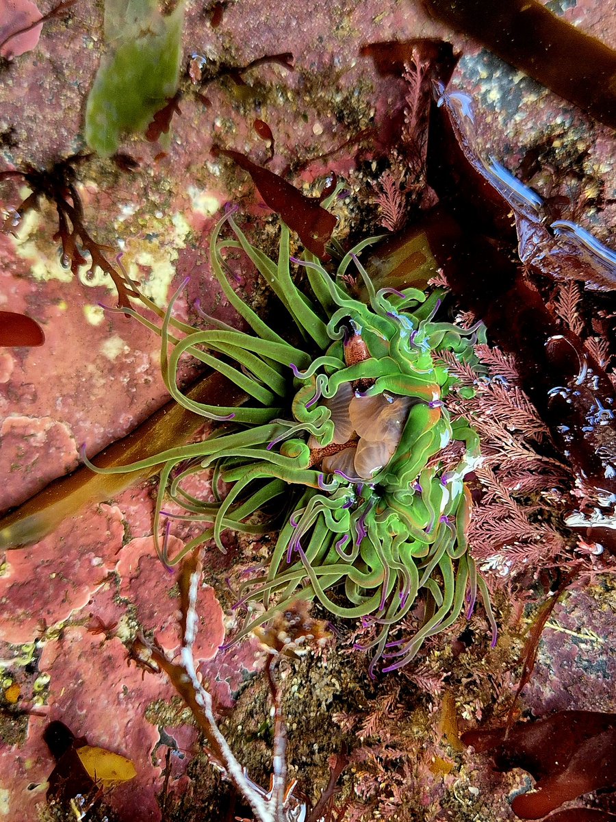 cormac_mcginley's tweet image. A couple of particularly vibrant Snakelocks anemones (Anemonia viridis).
County Clare, Ireland.
