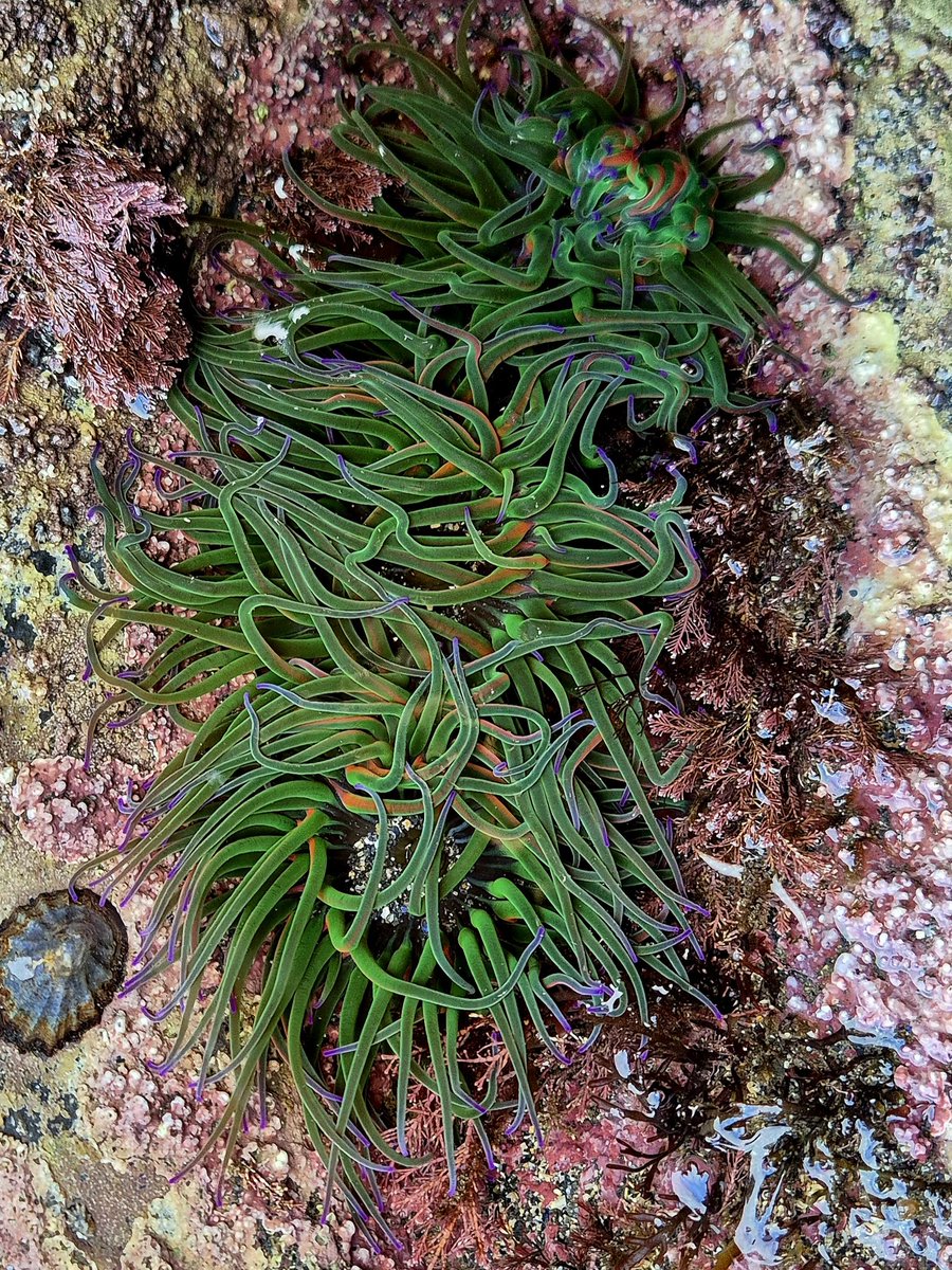 cormac_mcginley's tweet image. A couple of particularly vibrant Snakelocks anemones (Anemonia viridis).
County Clare, Ireland.
