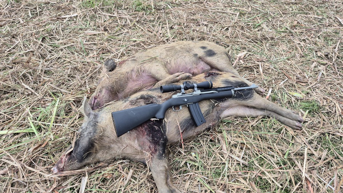 CanePigQLD's tweet photo. I've been into a heap of mob pigs lately while the boys have been cutting cane (a few better ones for the day). I've been trying to have a clean-up. Bloody helps if the moles play the game.. Got back doored proper good yesterday with the mob. I called it. https://t.co/AZFfvecg2p
