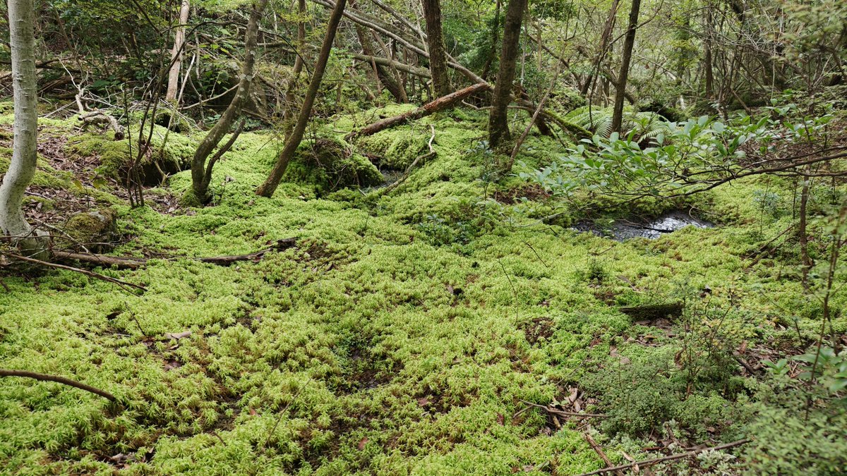 ミズゴケに覆われた谷。地元にこんな場所があるとは知らなかった。残念ながら虫草は見つからず