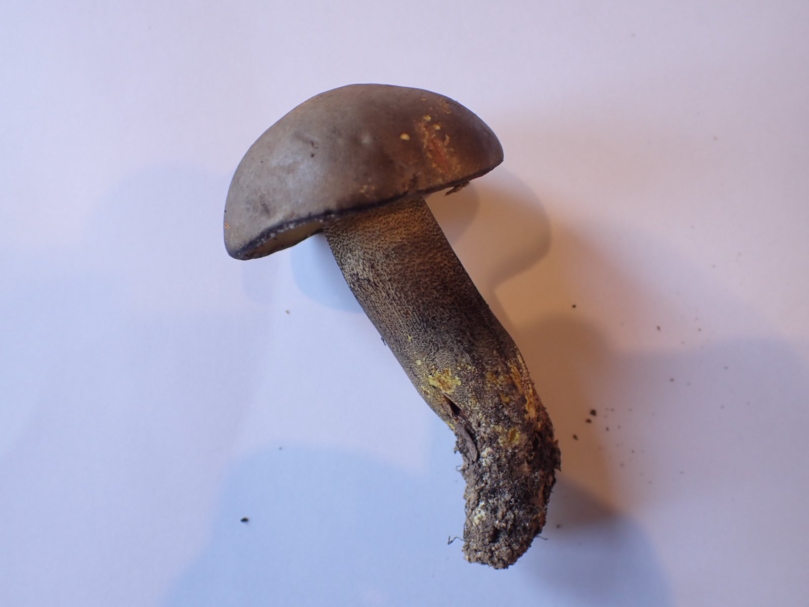 きのこ たにし🍄‍🟫🐚 on X: 