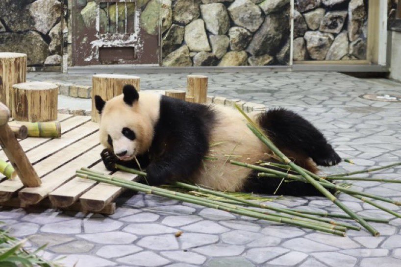 kana panda love (@kanapandalove1) / X