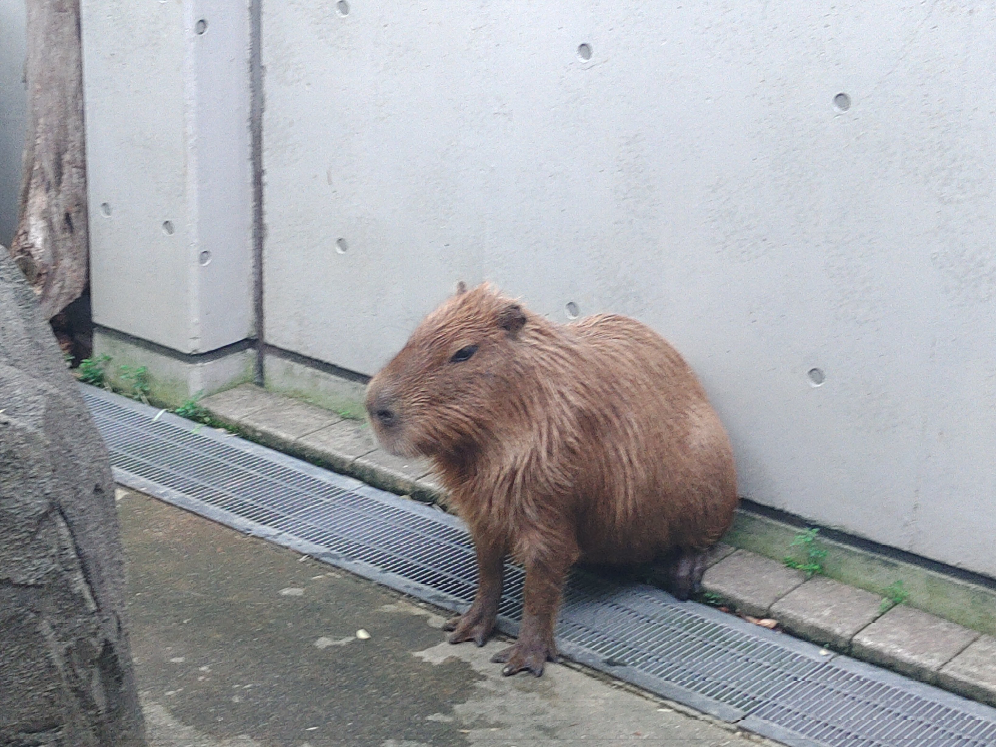 カピバラ様ご確認ページ シナダ ぬいぐるみ まんまるZOO カピバラ (S) : シナダ