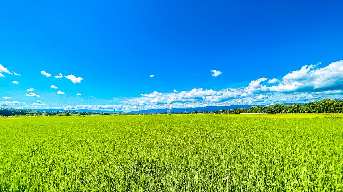 どこまでも続く稲穂が風に揺れ、青空が大きなキャンバスのように広がるあさぎり町の田園風景
こんな風景に出会える、人吉球磨にあなたも来てみませんか？
#熊本 #人吉 #風景 #あさぎり町