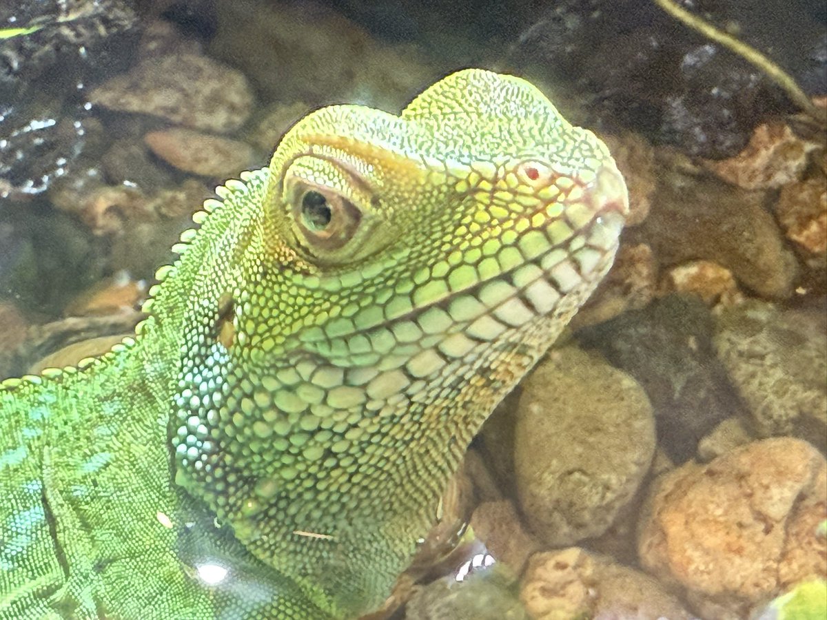 最近のインドシナウォータードラゴンは走り回ってガラスにぶつかり口先