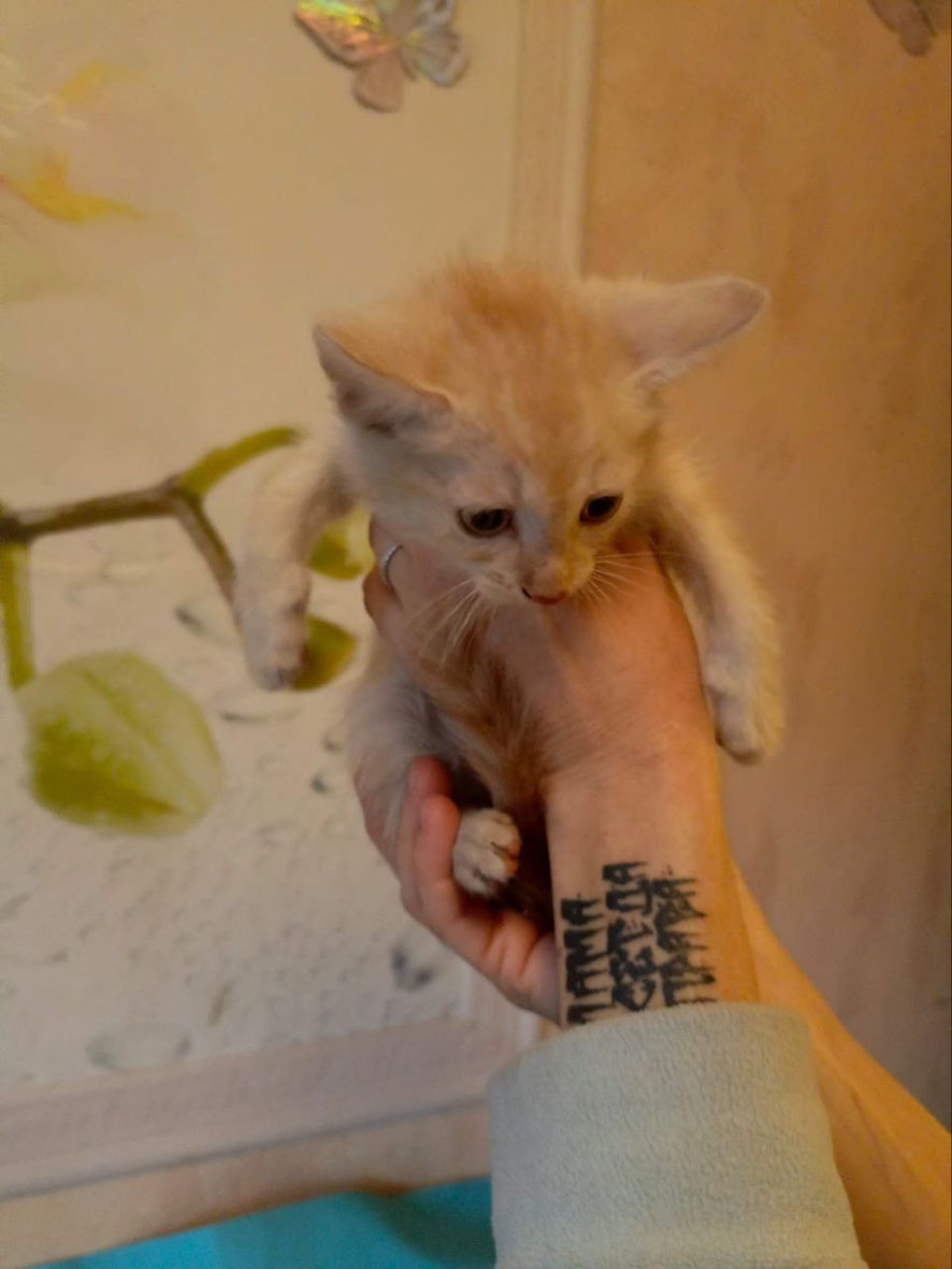 #Москва и МО
Котенок Лео - счастье в дом! 🏡 🐈 Лео - замечательный мурчалка, ласковый котенок, любящий, когда его гладят. 
✔️ Лео чуть больше двух месяцев, он ходит в лоток, обработан от глистов и блошек. Ест сухой и влажный корм, не привередничает.
☎️ 8-916-191-23-17 Вика