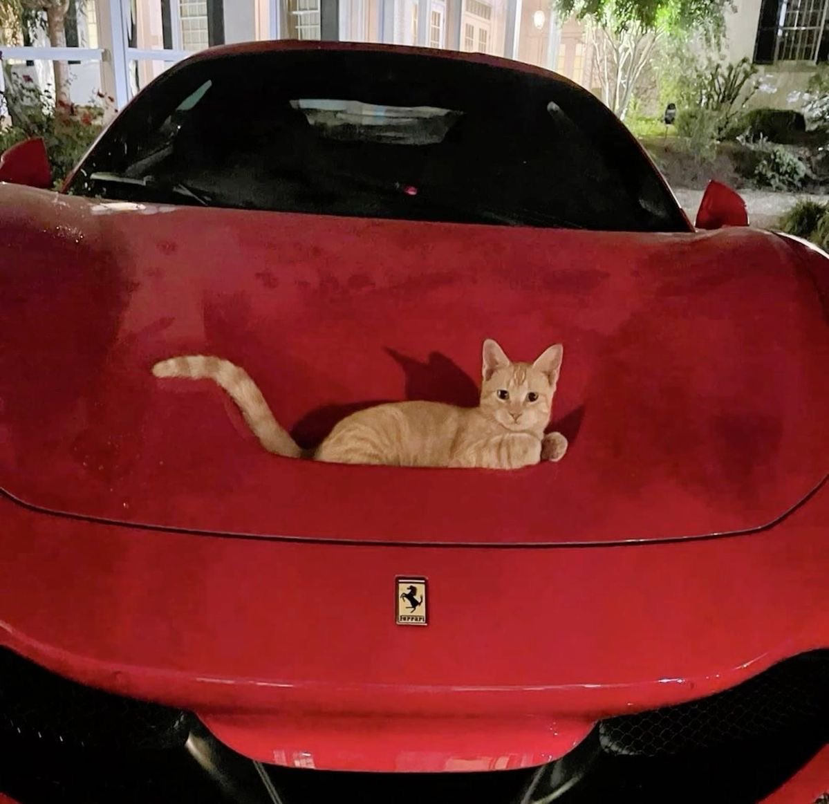 NoCatsNoLife_m's tweet image. luxury  car