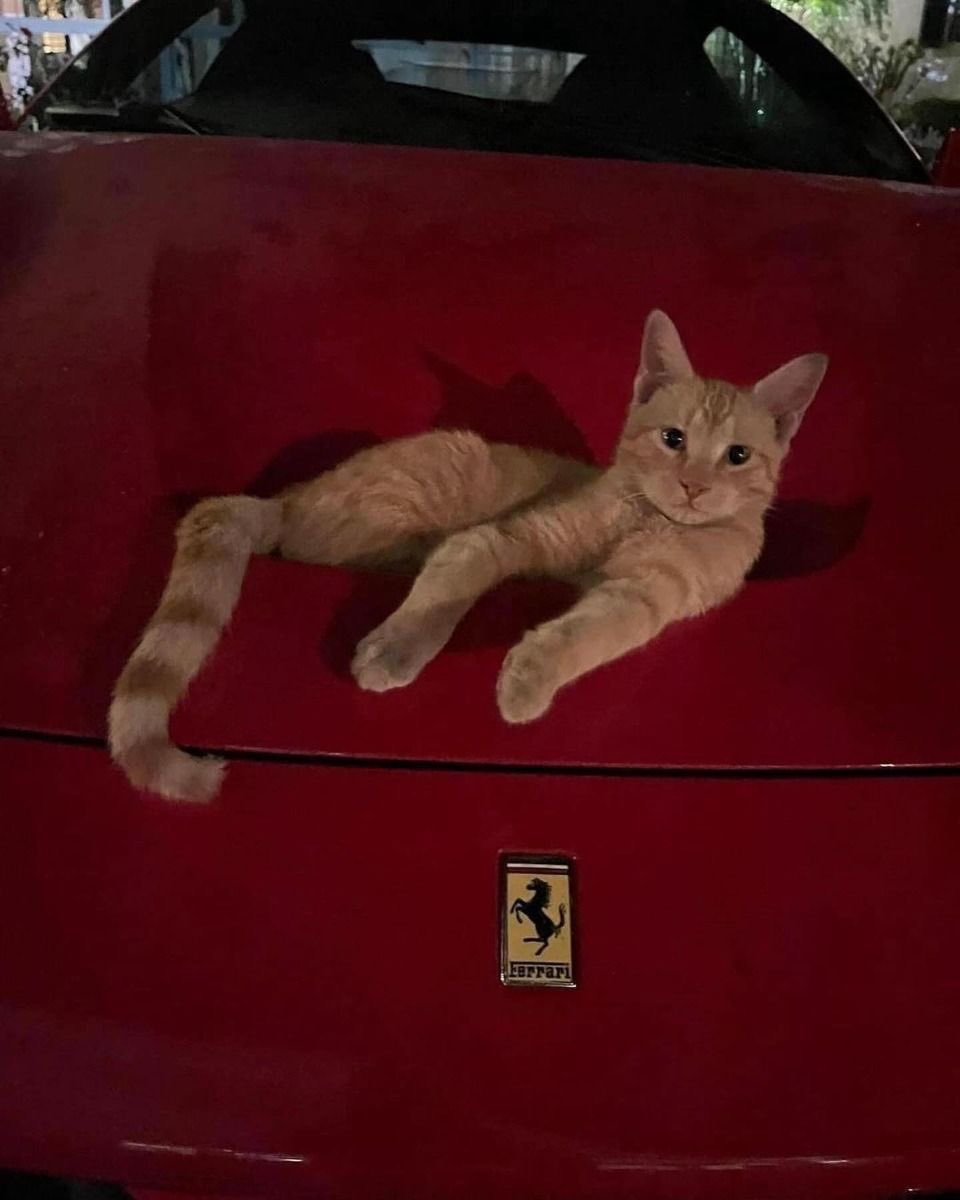 NoCatsNoLife_m's tweet image. luxury  car