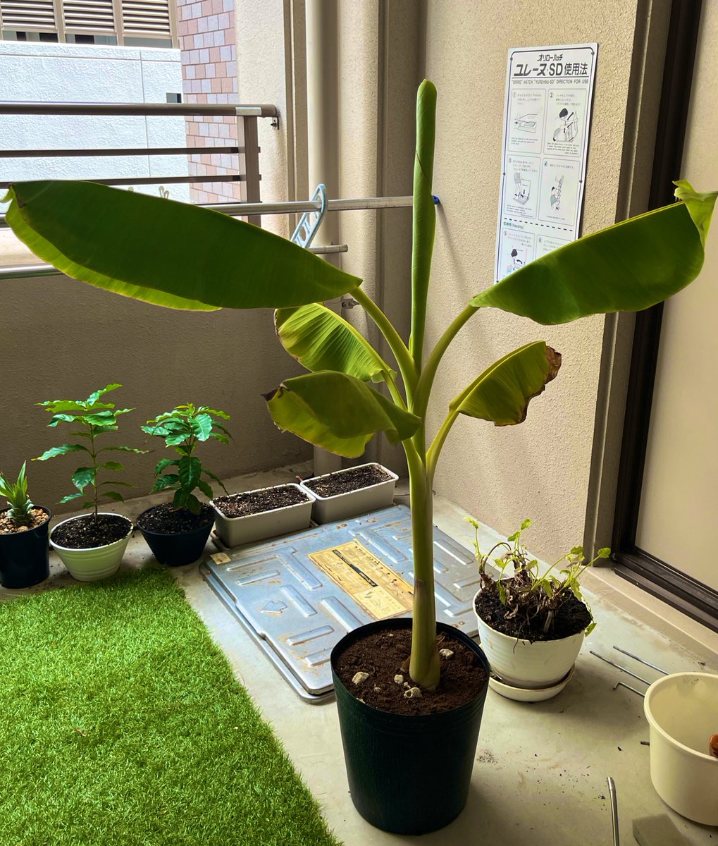 xv_hal_vx's tweet photo. バナナ育てるってよ🍌 https://t.co/35Gl7wNf8u
