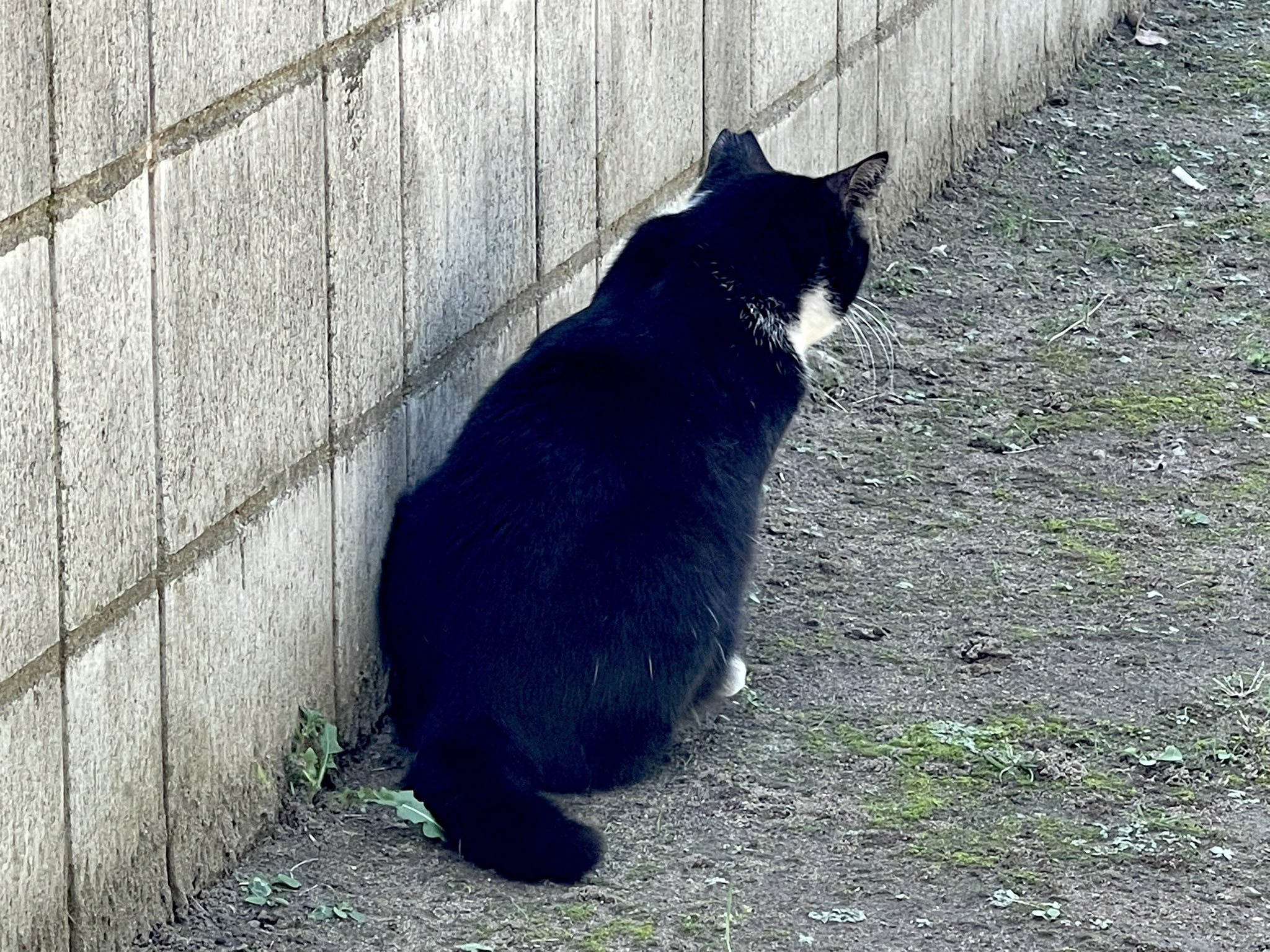 プカプカ猫　in　sky プカプカ猫 in sky 二度寝するボク😼💤 by 祭(matsuri) 🐾 🐾 #