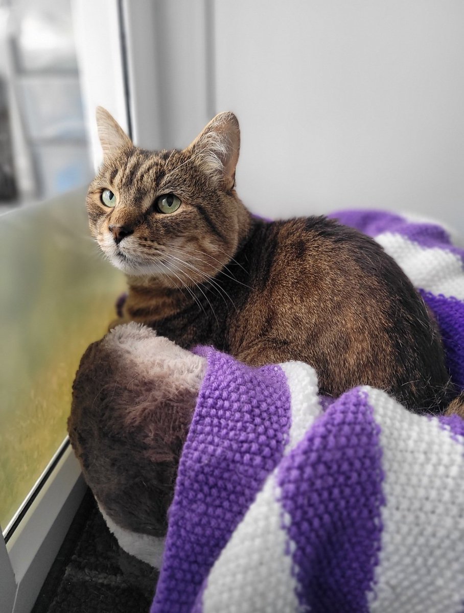 Our Little Sausage is waiting ever so patiently in his pen for someone to notice him 🤞🏻

Could you lend a helping paw and share his story? 🐾

Find out more 👇🏻 cats.org.uk/findacatform/?…