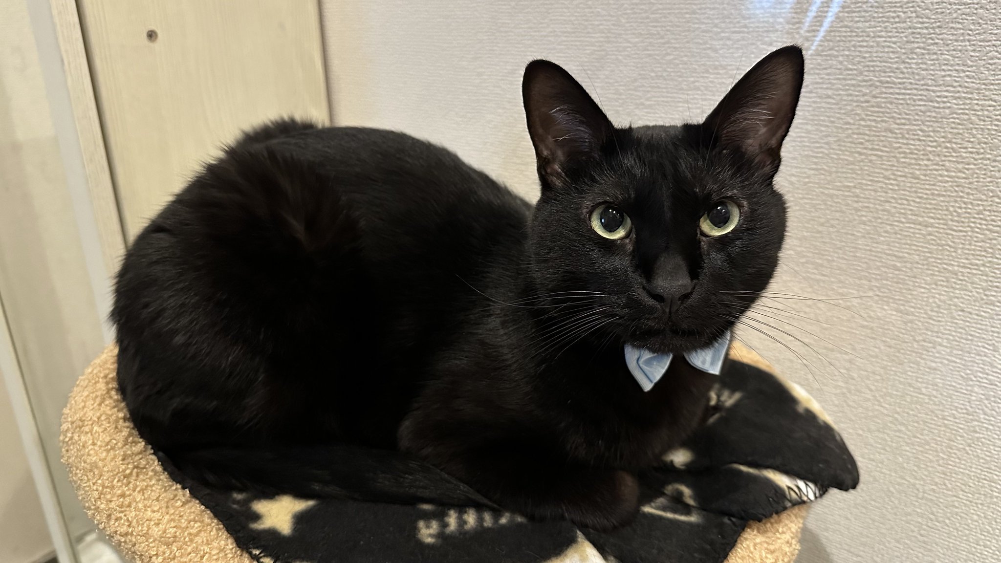 くろねこページです！ 黒猫トニー on X: 