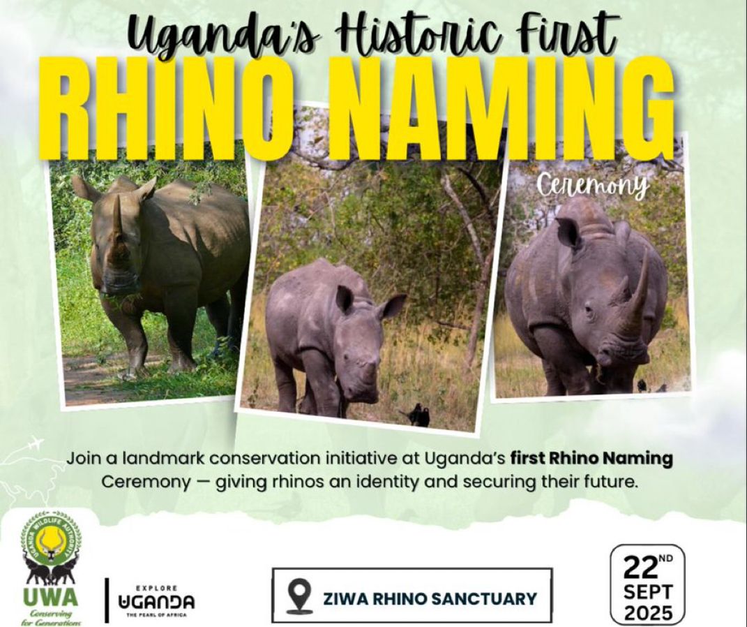 Tommoro all roads lead ZIWA RHINO SANCTUARY for the very first Rhino Naming ceremony. 
<a href="/TourismBoardUg/">Uganda Tourism Board</a> <a href="/UWEC_EntebbeZoo/">UWEC</a> <a href="/ctc/">СТС</a>