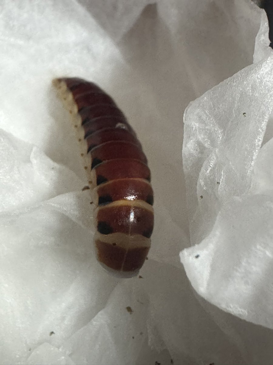 ヤンバルにて。
これなんだろ？