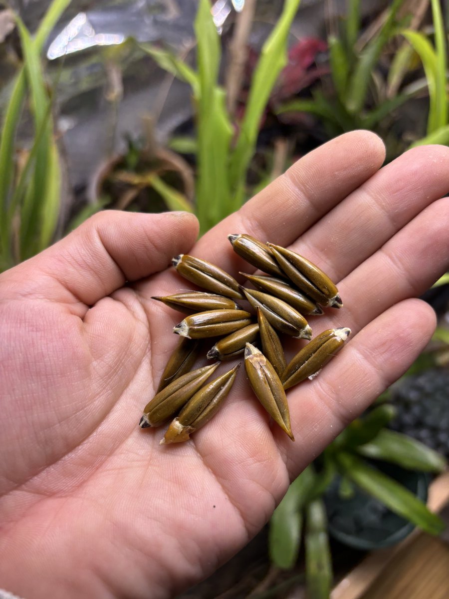 Pitcairnia heterophylla