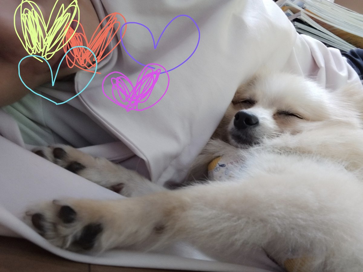 おかあさんと添い寝しまくる犬

すぐ寝ちゃう