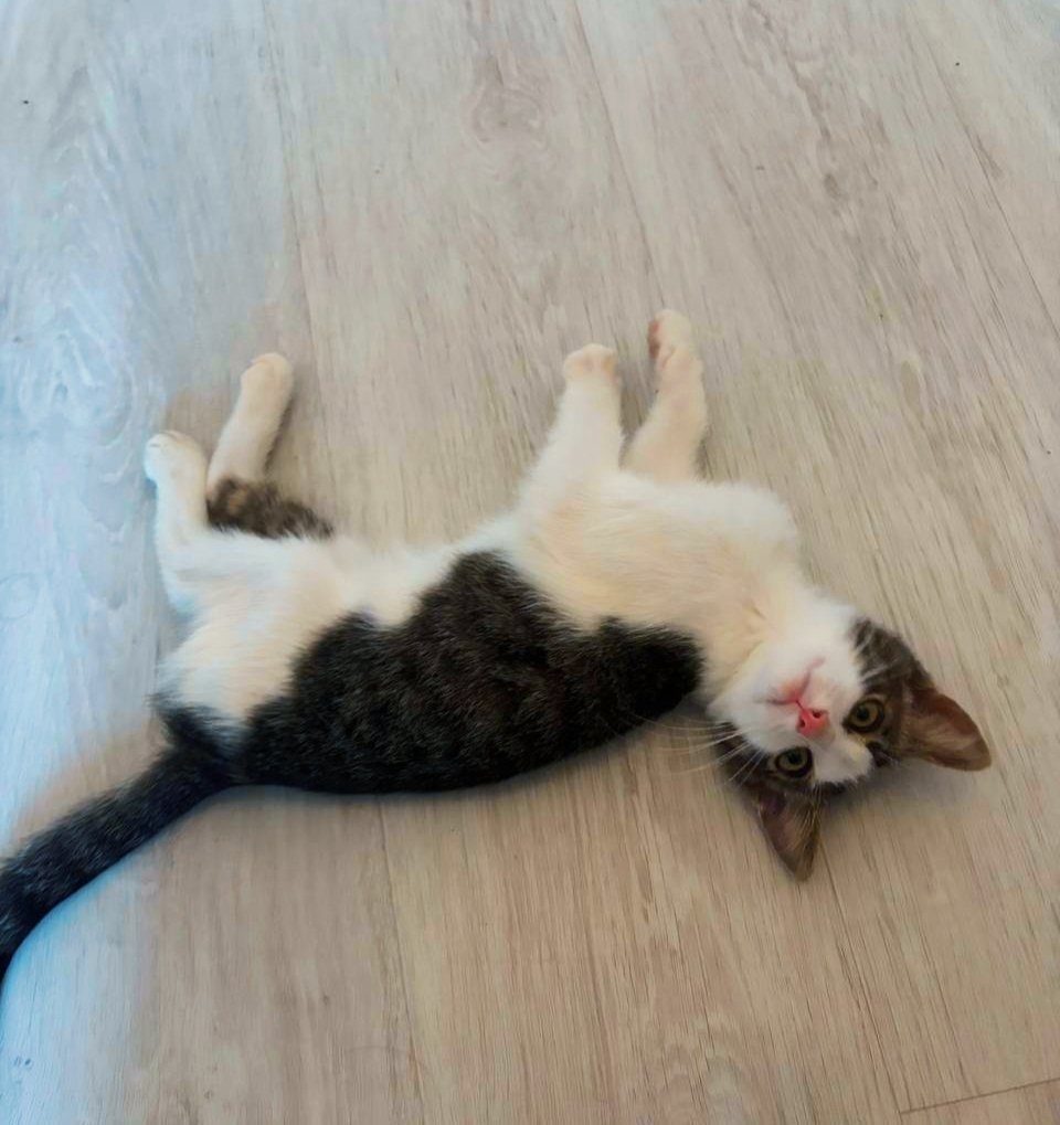 Помогите репостом! СПБ! Ищу дом коту. Очень дружелюбный игривый котик с розовым носом) Обожает сидеть на руках больше всего на свете. Отдам вместе с лежанкой, домиком, когтеточкой, лотком, едой, игрушками. Нашла почти месяц назад, была сломана лапа, сейчас всё хорошо, кот здоров,