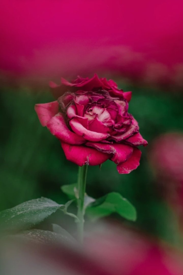 Los tiempos que el Universo se toma para actuar sobre una situación injusta, parecen interminables.
Todo llega en su momento.
Se llama "Sincronicidad"🌹🌺🌷