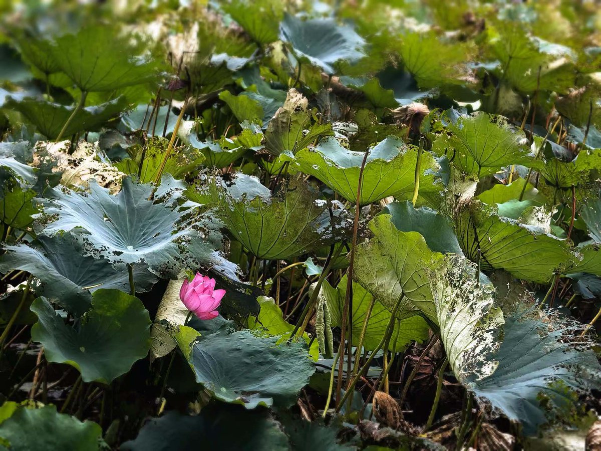 fossettevv's tweet image. 晚一点，也能绽放🪷