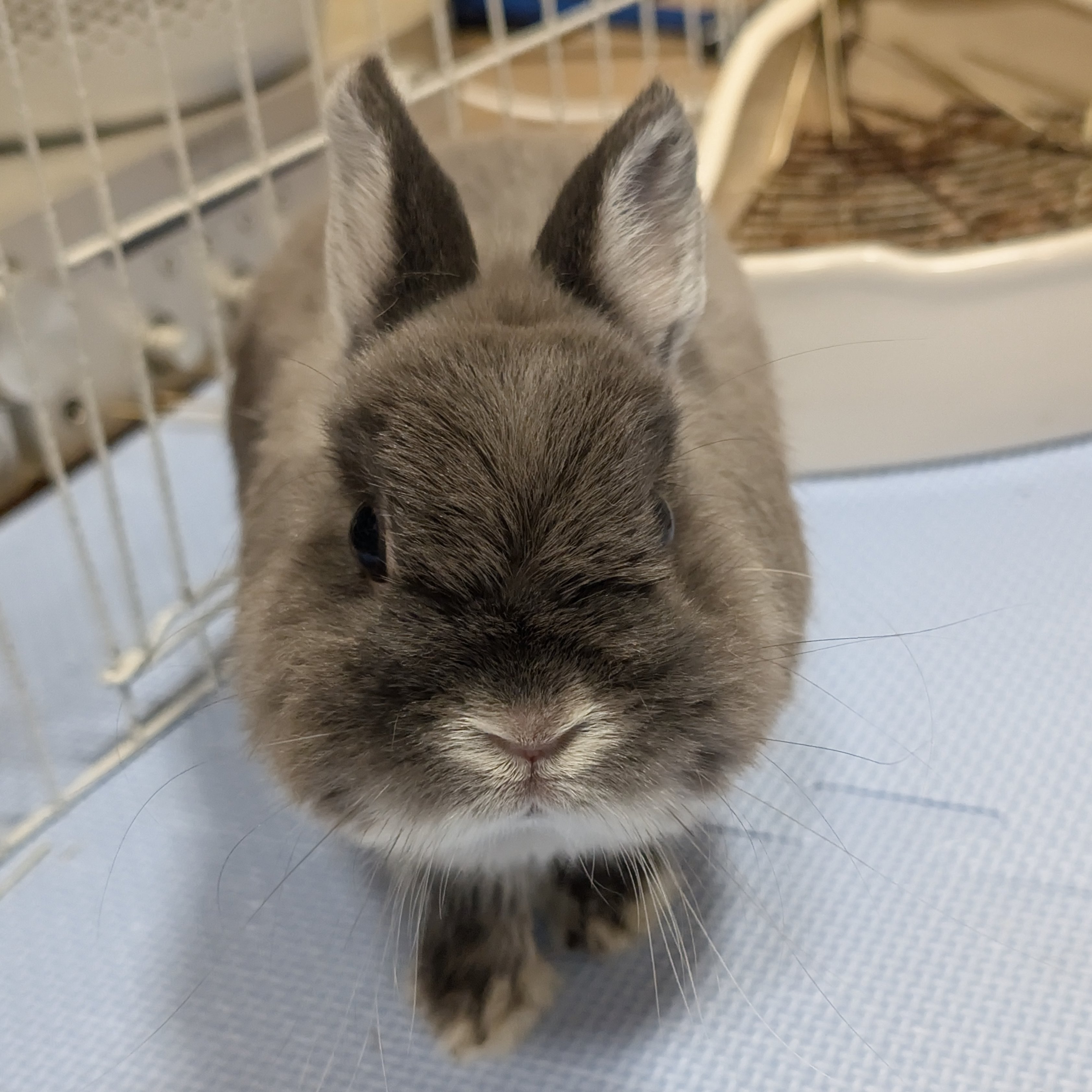 うさぎのアッシュ on X: 