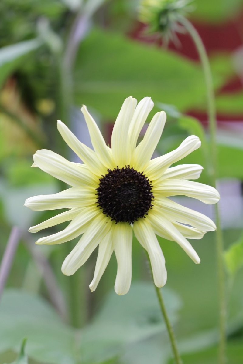Mellow yellow #Sunflower for #SundayYellow