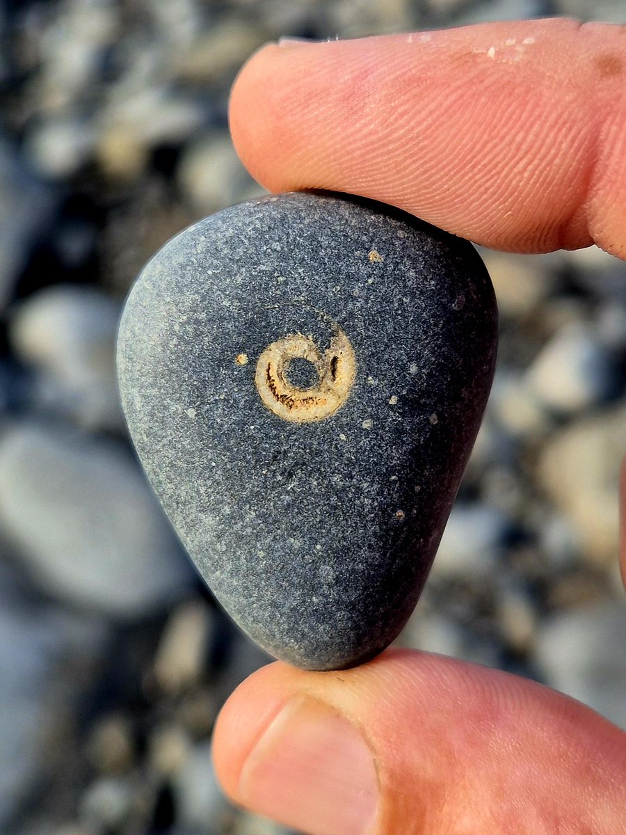 A perfectly positioned Goniatite fossil in the shore smoothed pebble. Wet and Dry.
County Clare, Ireland.