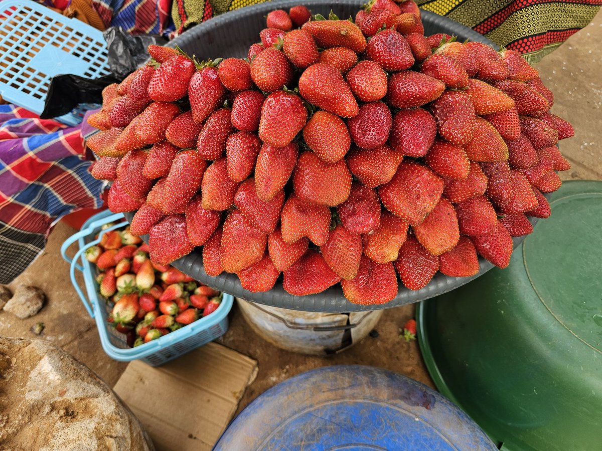 Os morangos do Niassa.