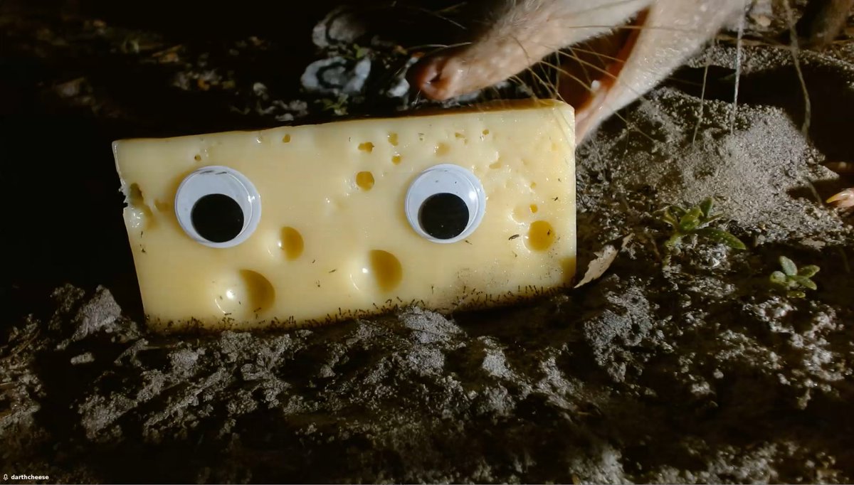 Found the culprit who stole the Cheese from <a href="/iCollectFrog/">YokoMan</a> 
This beast stalks his cheese in the dead of night. 

Her name was Taylor Swiss.