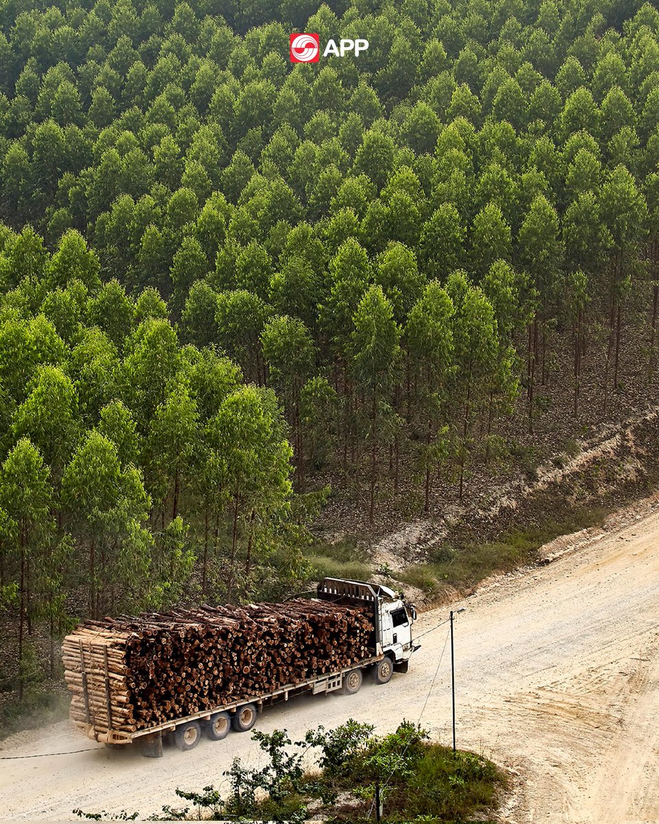 APPGroup_ID's tweet photo. Every step we take reflects our commitment to sustainable forest management.
From sustainable practices to innovations that drive positive impact, we ensure sustainability is present across every stage of our value chain. https://t.co/o4TXC05vq9